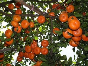 Lai Vung mandarin oranges (Photo: VNA) Lai Vung mandarin oranges (Photo: VNA)